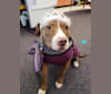 Paris, an American Pit Bull Terrier (15.7% unresolved) tested with EmbarkVet.com