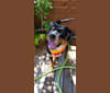 Augustus of La Sabana, a Greater Swiss Mountain Dog tested with EmbarkVet.com