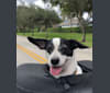 Maverick, a Chihuahua and Poodle (Small) mix tested with EmbarkVet.com