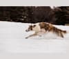 Shiloh, a Borzoi tested with EmbarkVet.com