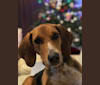 Jif, a Treeing Walker Coonhound and American Foxhound mix tested with EmbarkVet.com