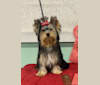 Roxie, a Yorkshire Terrier tested with EmbarkVet.com