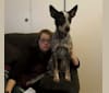 Jasper, an Australian Cattle Dog tested with EmbarkVet.com