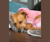 Ruby, a Rat Terrier and Beagle mix tested with EmbarkVet.com