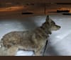 Nanuk, a German Shepherd Dog and Australian Shepherd mix tested with EmbarkVet.com