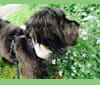 Photo of Moe, a Poodle (Small), Bichon Frise, and Chihuahua mix in Bonney Lake, Washington, USA