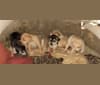 Darla Ann (Darla), an American Pit Bull Terrier and Siberian Husky mix tested with EmbarkVet.com