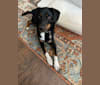Mate, a Beagle and Australian Cattle Dog mix tested with EmbarkVet.com