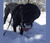 Kiera, a Rottweiler and Australian Shepherd mix tested with EmbarkVet.com
