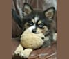 Miles, a Pomsky tested with EmbarkVet.com
