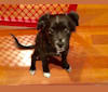 Photo of Sadie, a Chihuahua, Lhasa Apso, Poodle (Small), and Mixed mix in San Jose, California, USA