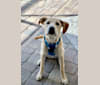 Colt, an American Foxhound and German Shepherd Dog mix tested with EmbarkVet.com
