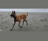 Wookie, a Belgian Malinois and German Shepherd Dog mix tested with EmbarkVet.com