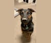 Dexter, a German Shepherd Dog and Rottweiler mix tested with EmbarkVet.com