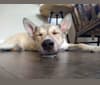 Benji, an American Pit Bull Terrier and Siberian Husky mix tested with EmbarkVet.com