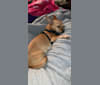 Chapo, a Chihuahua and Miniature Schnauzer mix tested with EmbarkVet.com