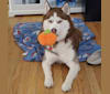 Runa, a Siberian Husky tested with EmbarkVet.com