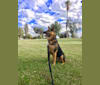 Iris, an Australian Cattle Dog and German Shepherd Dog mix tested with EmbarkVet.com
