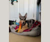 Cosmo, a Siberian Husky and German Shepherd Dog mix tested with EmbarkVet.com