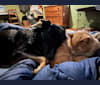 Acacia, an Australian Cattle Dog and German Shepherd Dog mix tested with EmbarkVet.com