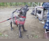 Newton, an American Bulldog and Labrador Retriever mix tested with EmbarkVet.com