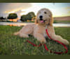 Sunny, a Goldendoodle tested with EmbarkVet.com