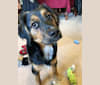 Maverick, a Beagle and German Shepherd Dog mix tested with EmbarkVet.com