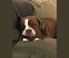 Photo of Ruby Rose, an American Bulldog  in Carson, CA, USA