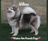 Willow, a Siberian Husky and Pomeranian mix tested with EmbarkVet.com