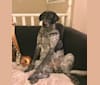 Photo of Aspen, a Labrador Retriever, German Shepherd Dog, American Pit Bull Terrier, American English Coonhound, Golden Retriever, and Mixed mix in Kelowna, British Columbia, Canada