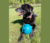 Lexi, a Labrador Retriever and German Shepherd Dog mix tested with EmbarkVet.com