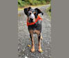 Levi, an Australian Cattle Dog and Bluetick Coonhound mix tested with EmbarkVet.com