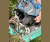 Tifa, an Australian Shepherd and Australian Cattle Dog mix tested with EmbarkVet.com