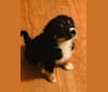 Koda, an Australian Cattle Dog and Rottweiler mix tested with EmbarkVet.com