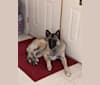 Jasper, a German Shepherd Dog and Akita mix tested with EmbarkVet.com