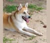 Juniper, a Great Pyrenees and Border Collie mix tested with EmbarkVet.com
