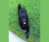 Ramsey, a Rottweiler and Labrador Retriever mix tested with EmbarkVet.com