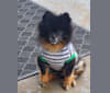Charlie, a Pomeranian tested with EmbarkVet.com