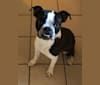 Buster, a Boston Terrier and Boxer mix tested with EmbarkVet.com