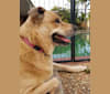 (Bitey) Heidi, a German Shepherd Dog and Perro de Presa Canario mix tested with EmbarkVet.com