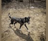 Amar, a Middle Eastern Village Dog tested with EmbarkVet.com