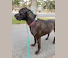 Photo of Zeke, an American Pit Bull Terrier, Great Dane, and Cane Corso mix in Medina, Ohio, USA