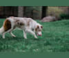 Spurs N Ashes, a Border Collie tested with EmbarkVet.com