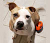 Peaches, an American Staffordshire Terrier tested with EmbarkVet.com