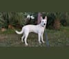 Apollo, a Carolina Dog tested with EmbarkVet.com