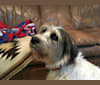 Frank, a West Highland White Terrier and Golden Retriever mix tested with EmbarkVet.com
