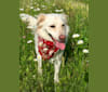 DAISY, a Labrador Retriever and Staffordshire Terrier mix tested with EmbarkVet.com