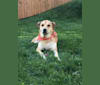 Brody, a Rat Terrier and Great Pyrenees mix tested with EmbarkVet.com
