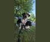 Blaze Morgia, a Treeing Walker Coonhound and Bluetick Coonhound mix tested with EmbarkVet.com