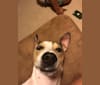 Benji, an American Pit Bull Terrier and Labrador Retriever mix tested with EmbarkVet.com